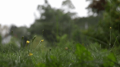 Poesía en Bardulias: Podría